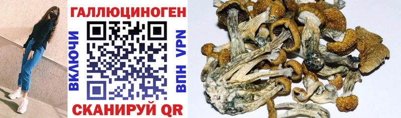 купить наркоту  Льгов  Галлюциногенные грибы Psilocybine cubensis 